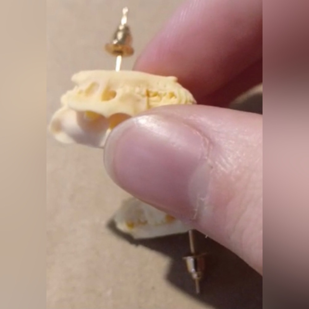 “Animal Skull” Dinosaur Sabertooth Wolf Dog Oddity Creepy Spooky Replica Studs - Picture 11 of 12